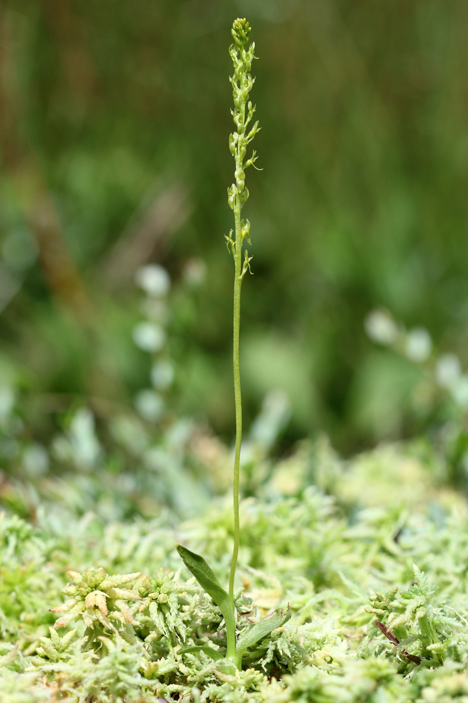 Image of Hammarbya paludosa specimen.