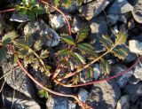 Potentilla anserina ssp. groenlandica