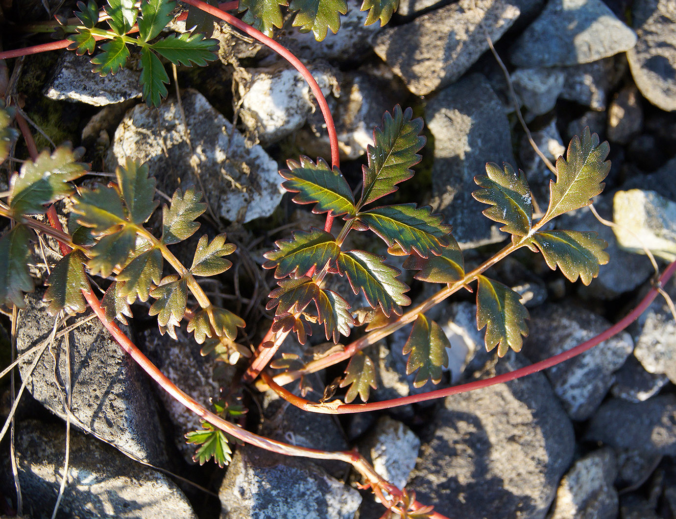 Image of Potentilla anserina ssp. groenlandica specimen.