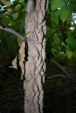 Celtis occidentalis