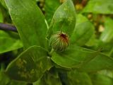 Calendula officinalis