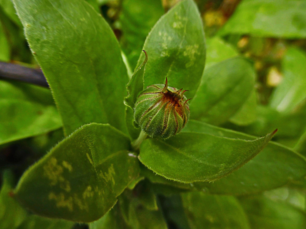 Изображение особи Calendula officinalis.