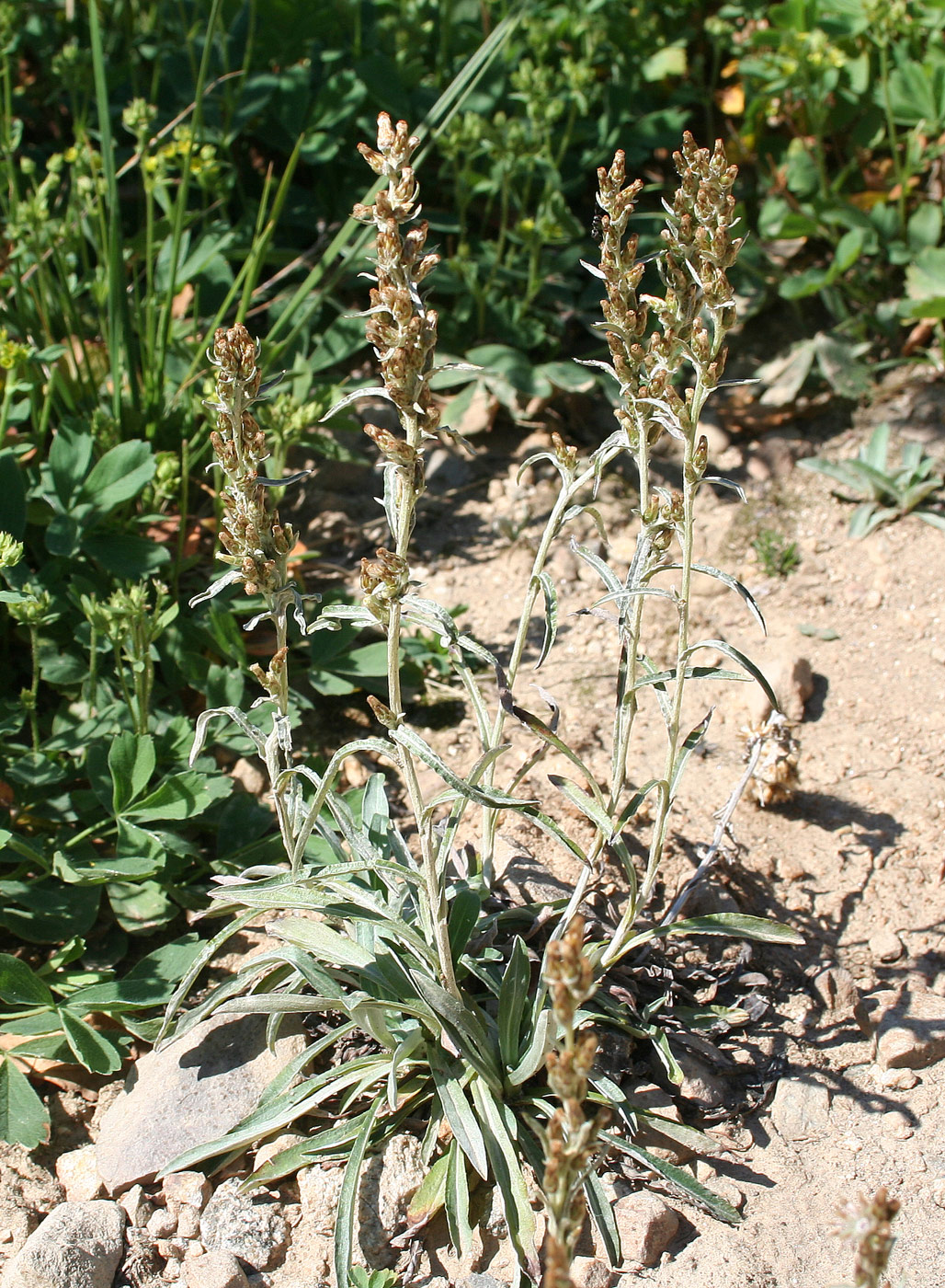 Image of Omalotheca sylvatica specimen.