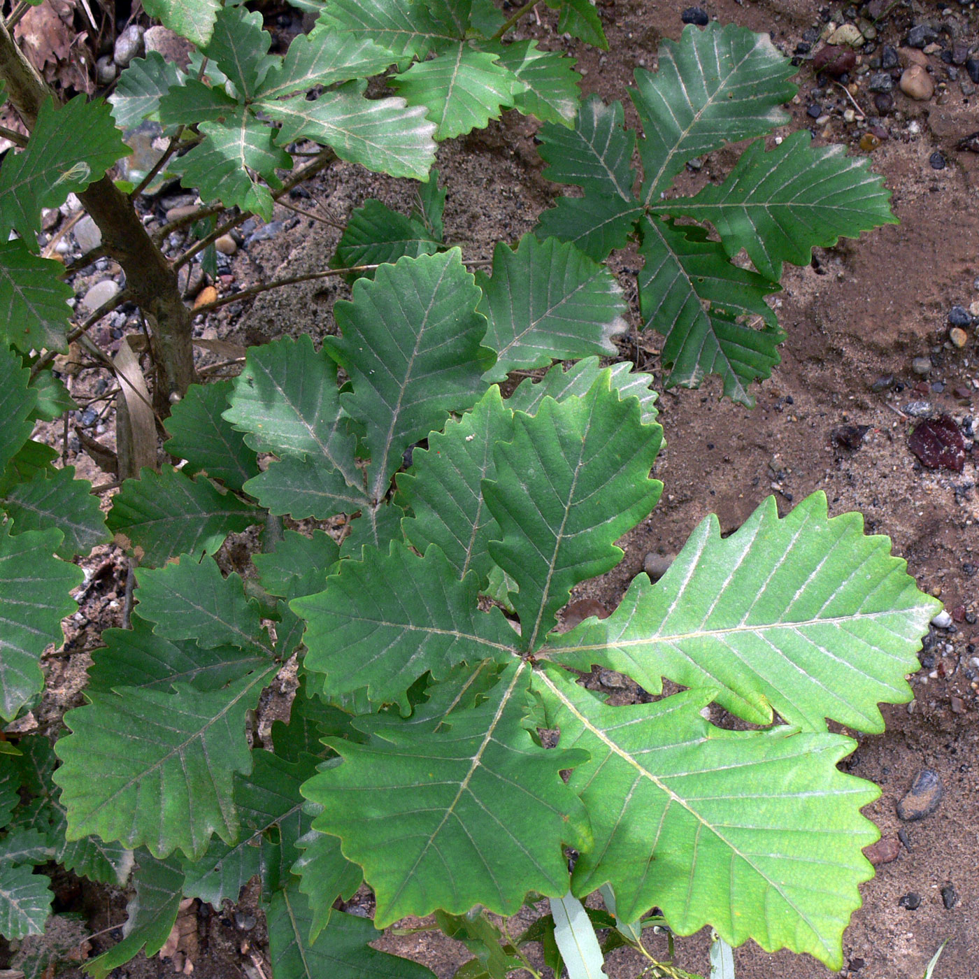 Изображение особи Quercus mongolica.