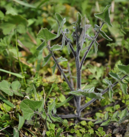 Image of Sisymbrium orientale specimen.