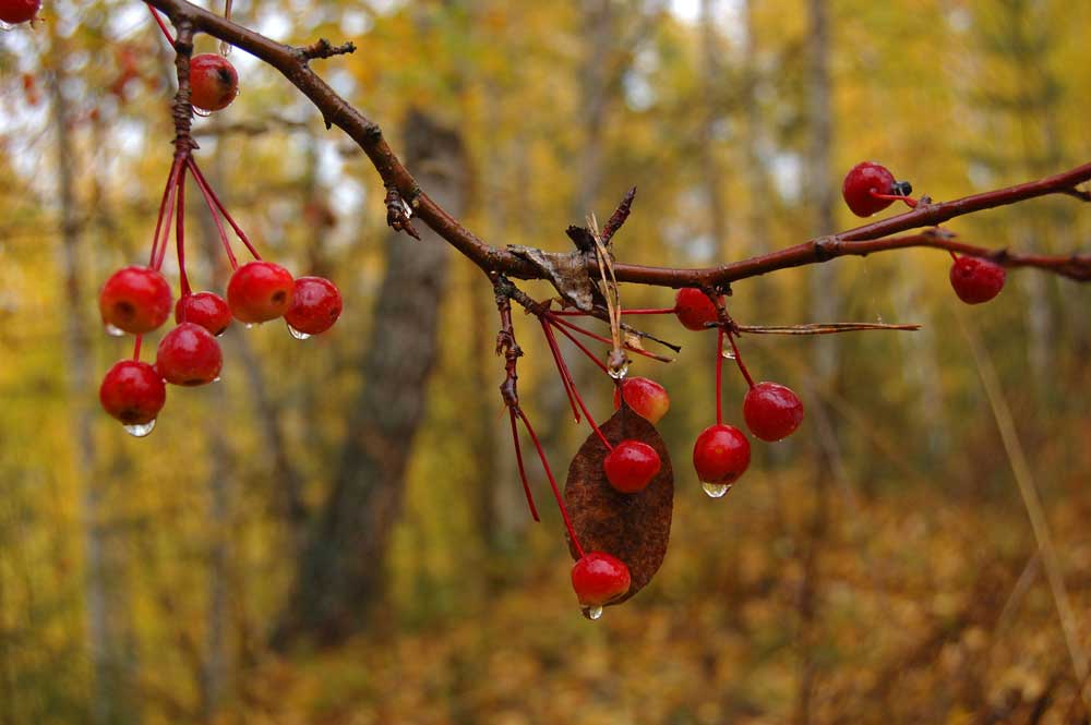 Image of Malus baccata specimen.