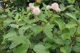 Ceanothus americanus