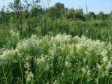 Galium boreale