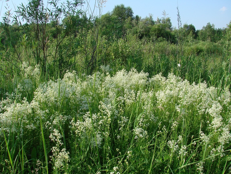 Изображение особи Galium boreale.