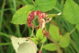 Rubus matsumuranus