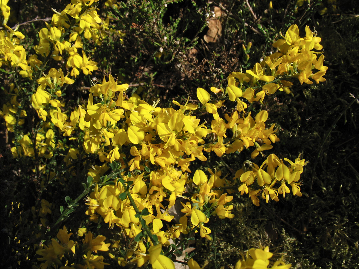 Изображение особи Genista pilosa.