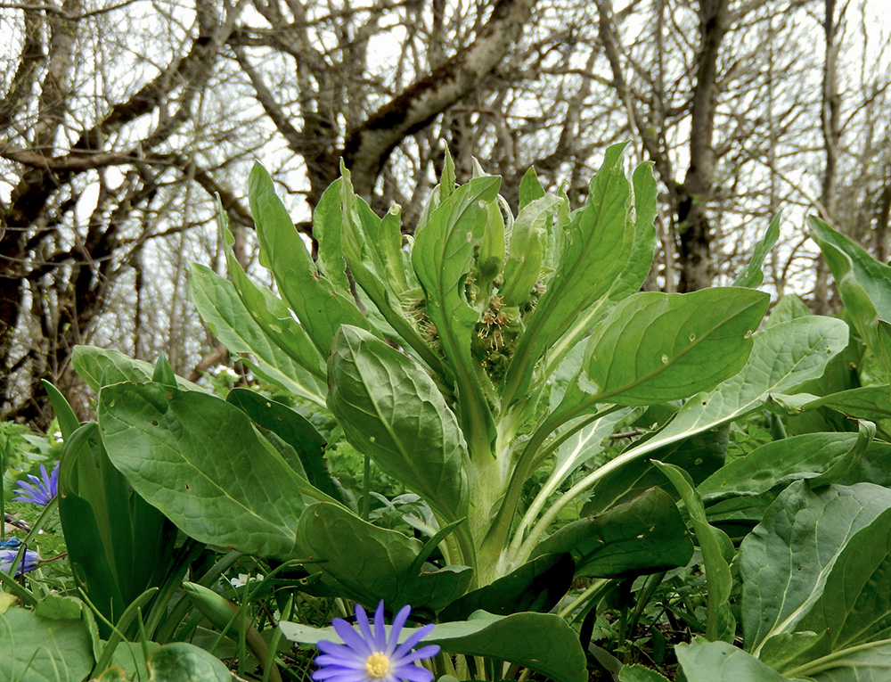 Изображение особи Solenanthus biebersteinii.