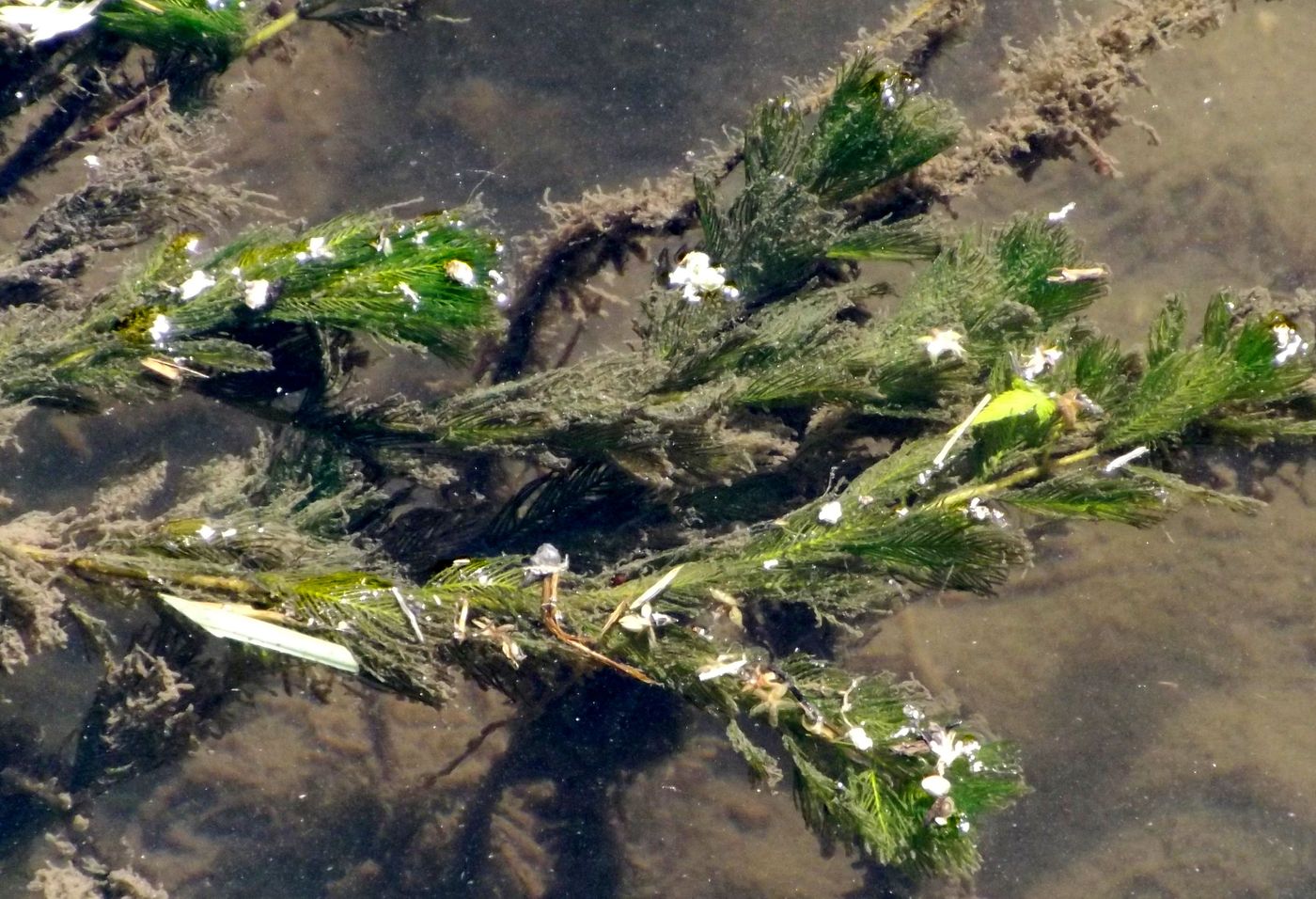 Image of Myriophyllum spicatum specimen.