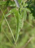 Campanula sibirica. Лист. Украина, г. Запорожье, балка между Космическим мкрн. и Опытной станцией. 28.05.2016.