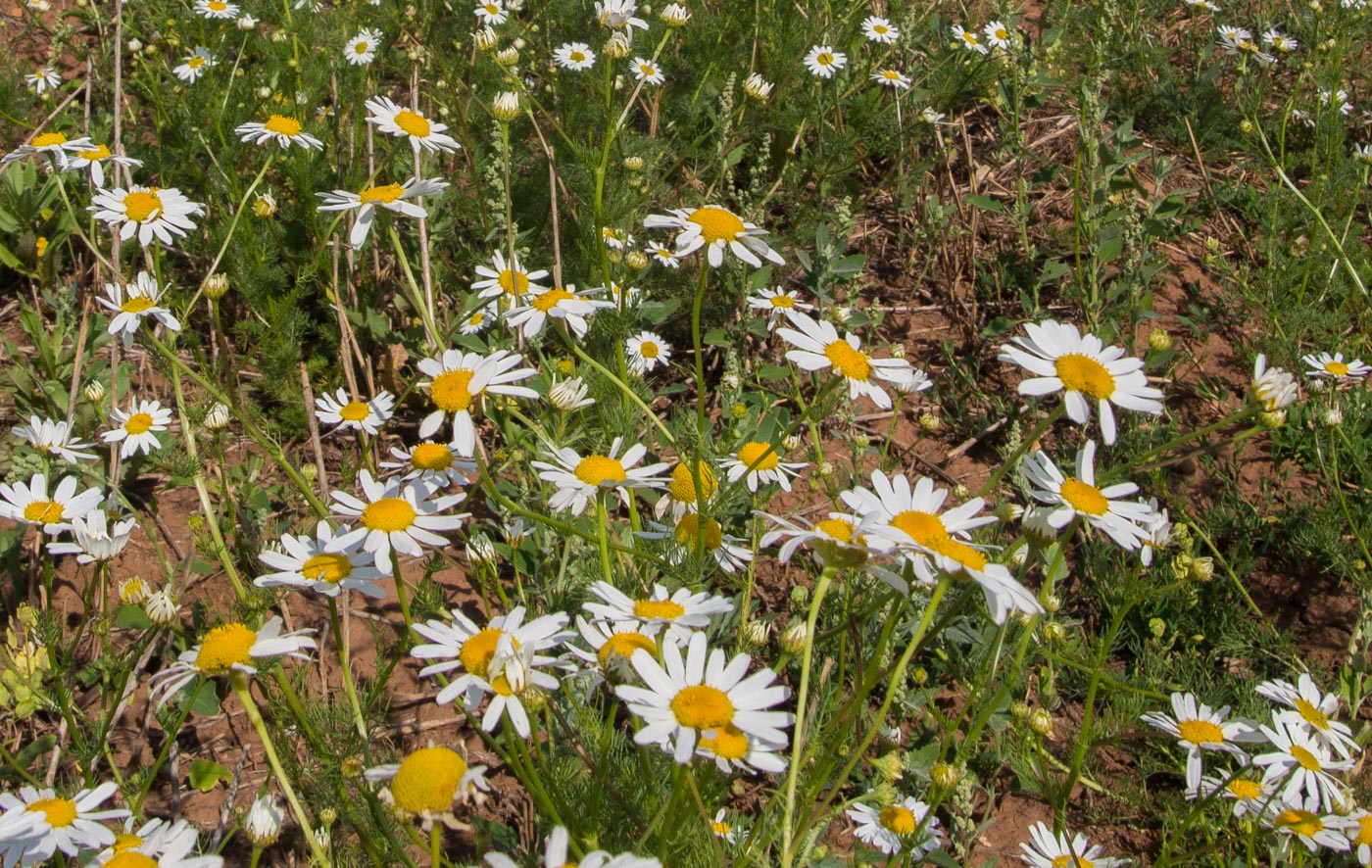 Изображение особи Tripleurospermum inodorum.