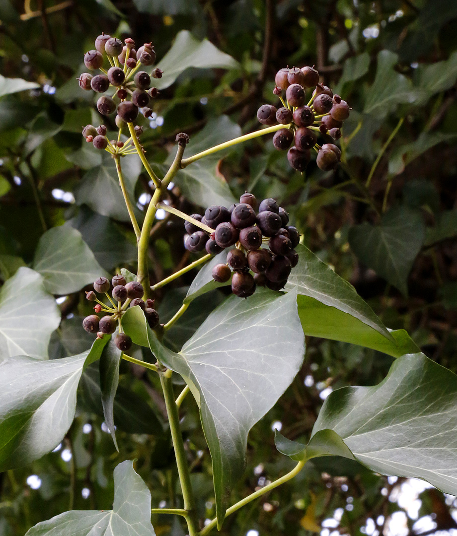 Image of Hedera helix specimen.