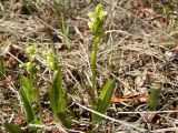 Platanthera oligantha. Цветущие растения. Магаданская обл., Ольский р-н, Ольское шоссе, среди кустарников. 03.07.2013.