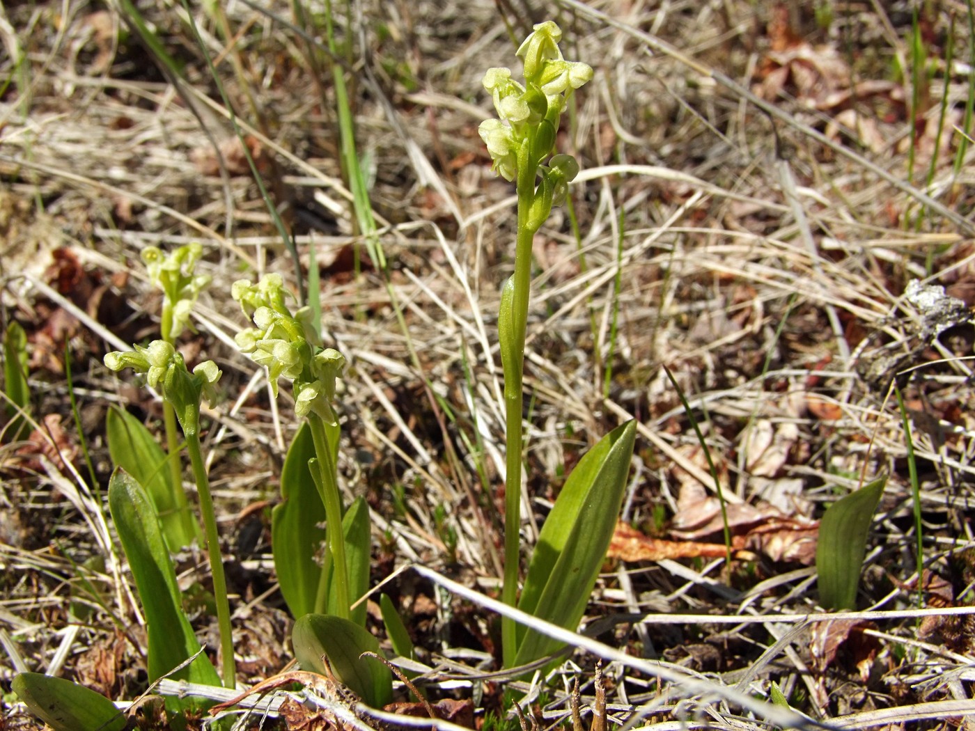 Изображение особи Platanthera oligantha.