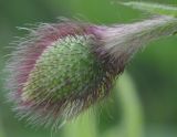 Papaver rhoeas