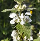 Lamium moschatum