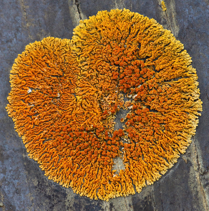 Image of Rusavskia elegans specimen.