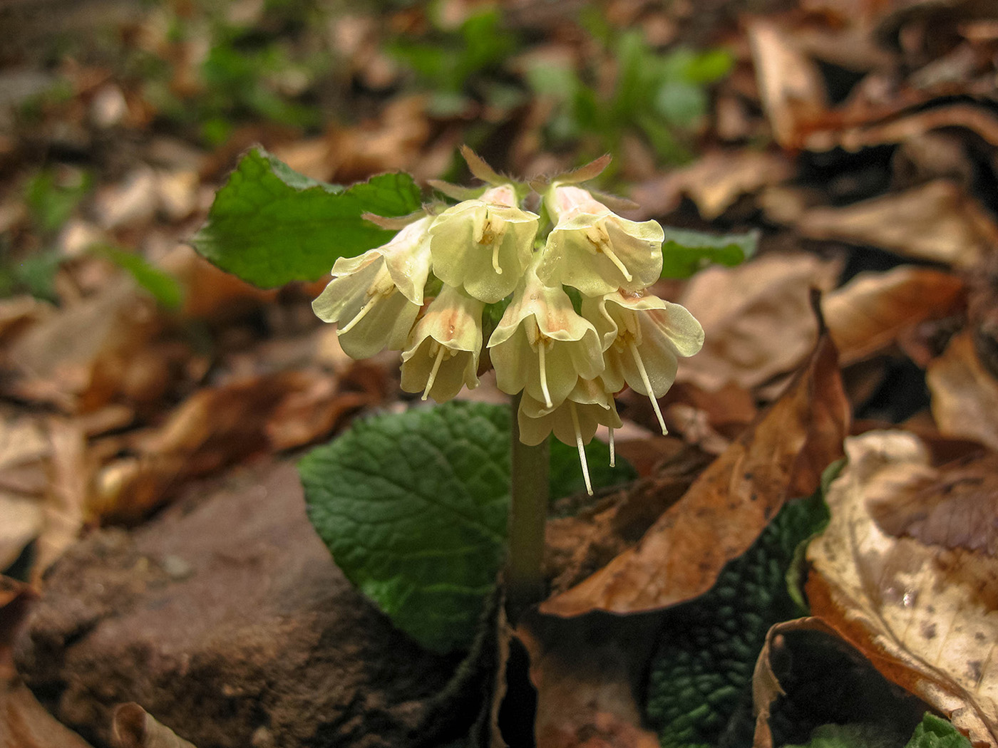 Image of Symphytum grandiflorum specimen.