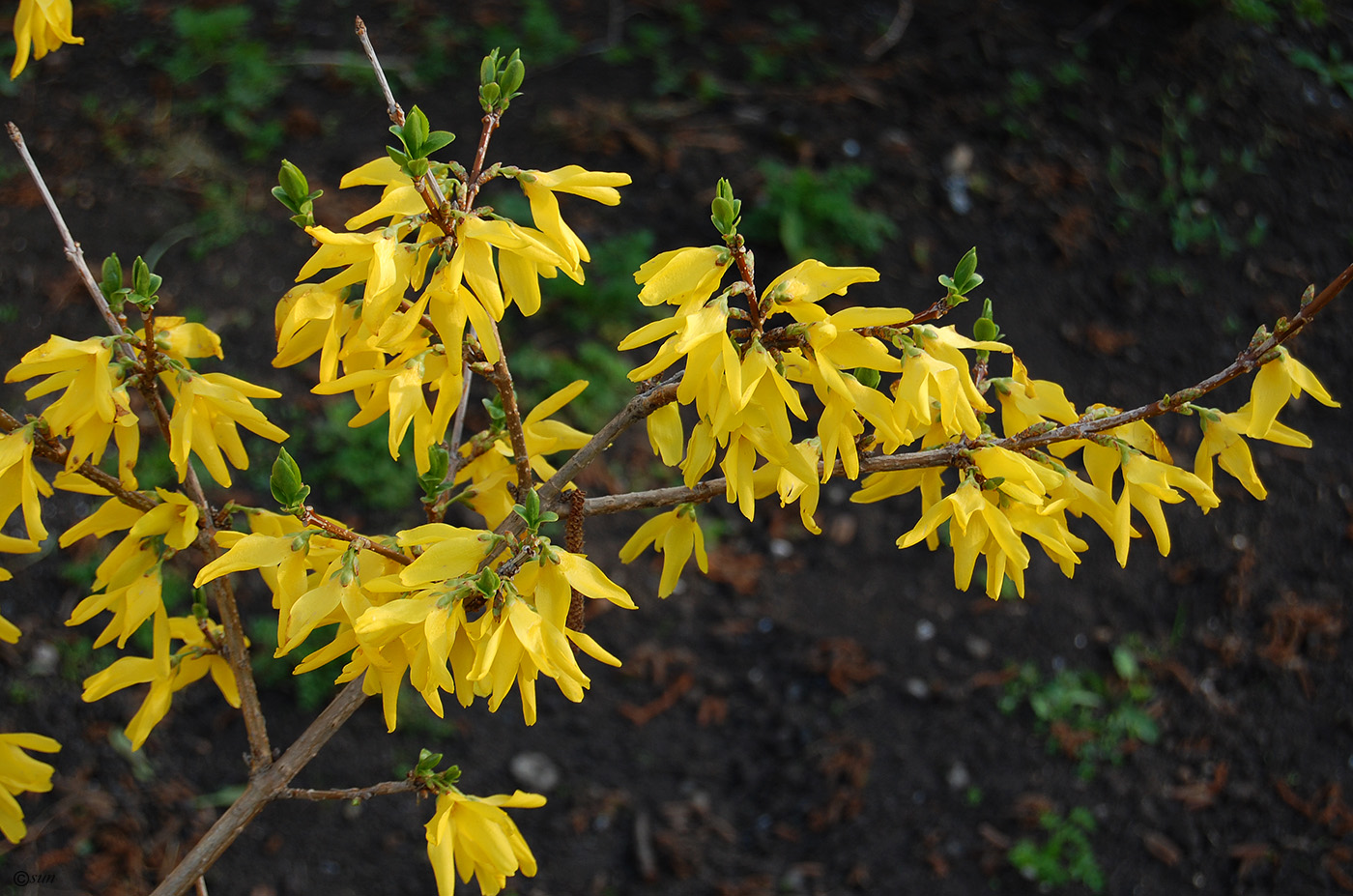 Изображение особи род Forsythia.