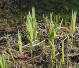 Iris pseudacorus. Молодые побеги. Московская обл., Раменский р-н, окр. дер. Хрипань, садовый участок. 30.04.2017.