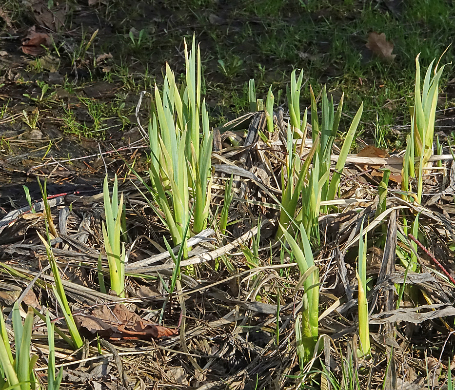 Image of Iris pseudacorus specimen.