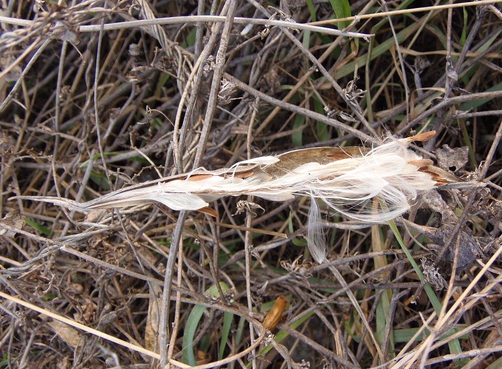 Image of Cynanchum acutum specimen.