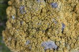 Caloplaca decipiens