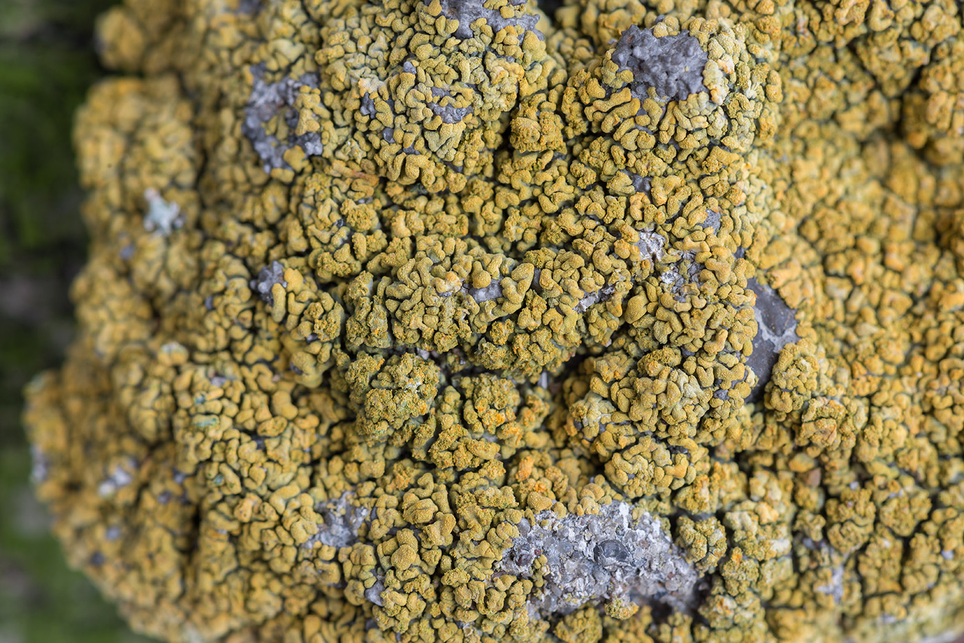 Изображение особи Caloplaca decipiens.