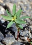 Euphorbia falcata