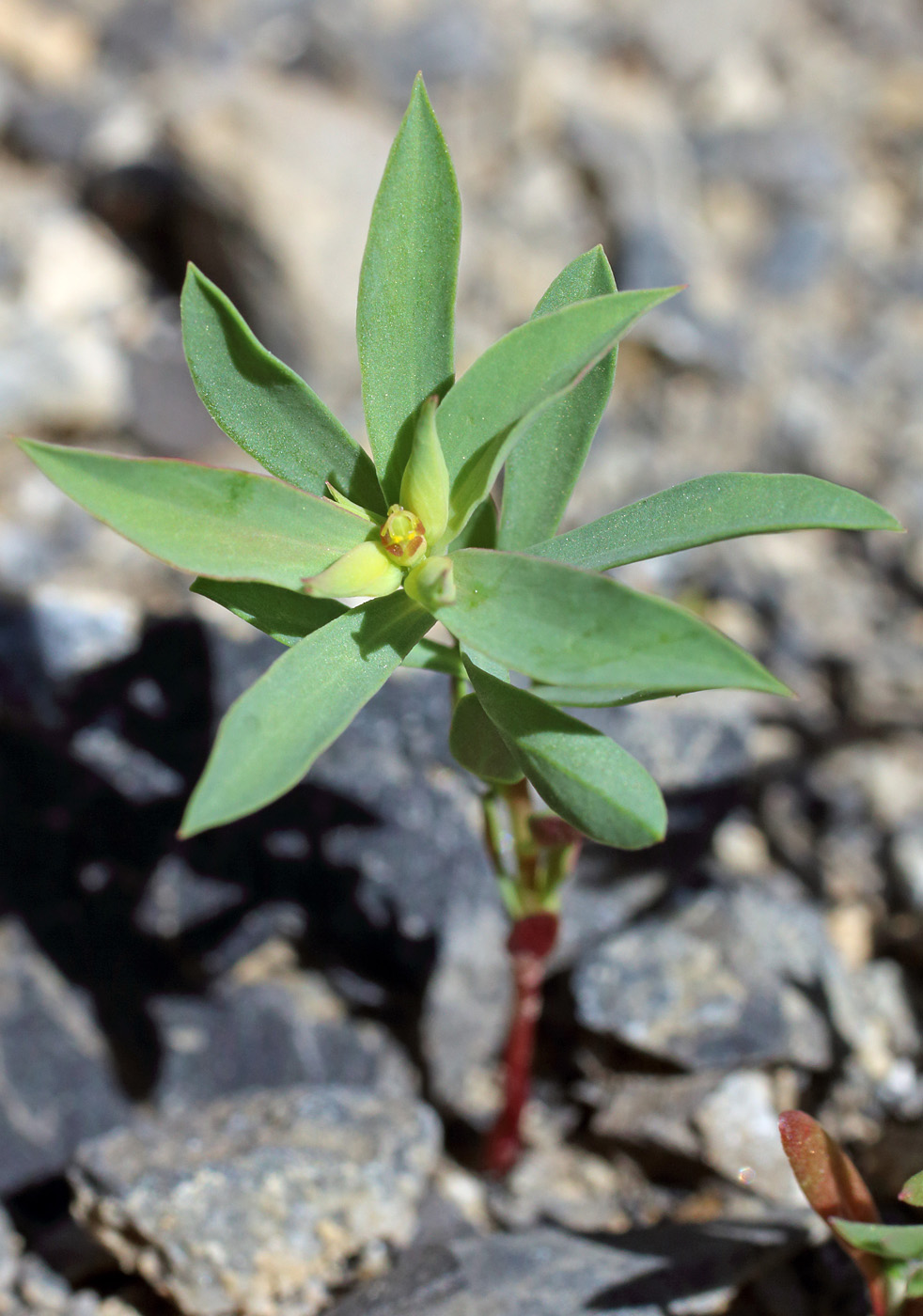 Изображение особи Euphorbia falcata.