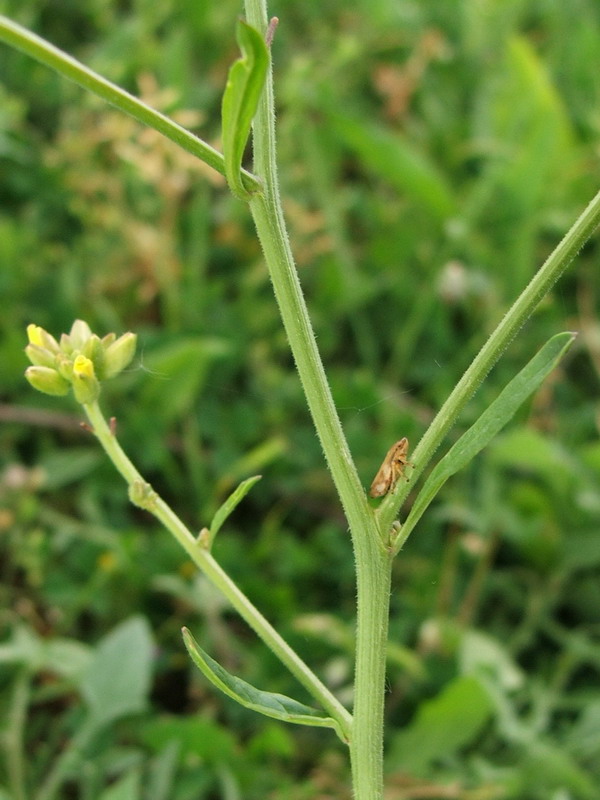 Изображение особи Rapistrum rugosum.