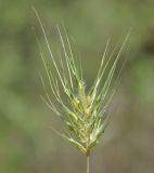 Dasypyrum villosum