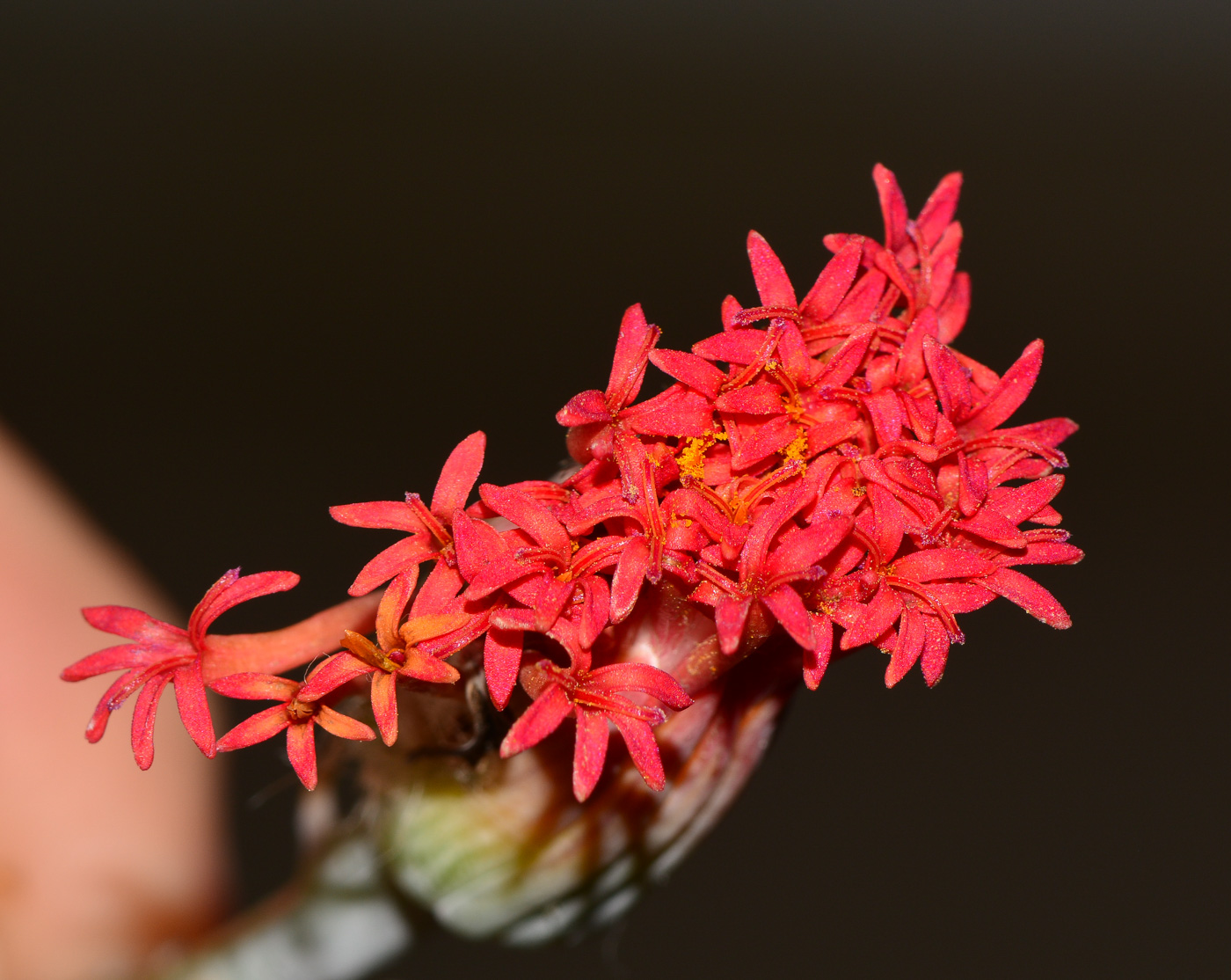 Изображение особи Kleinia stapeliiformis.