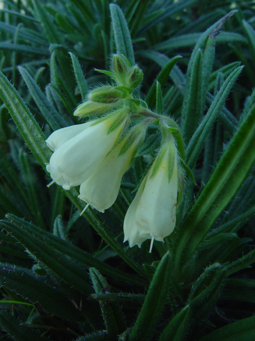 Image of Onosma simplicissima specimen.