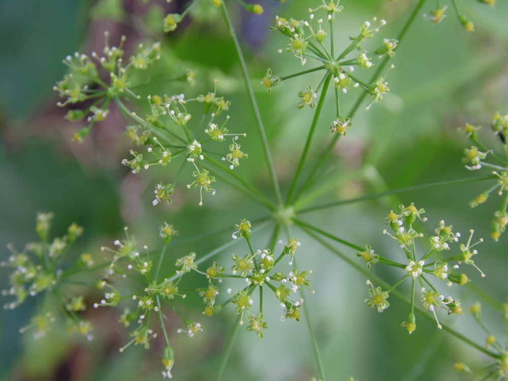 Изображение особи Petroselinum crispum.