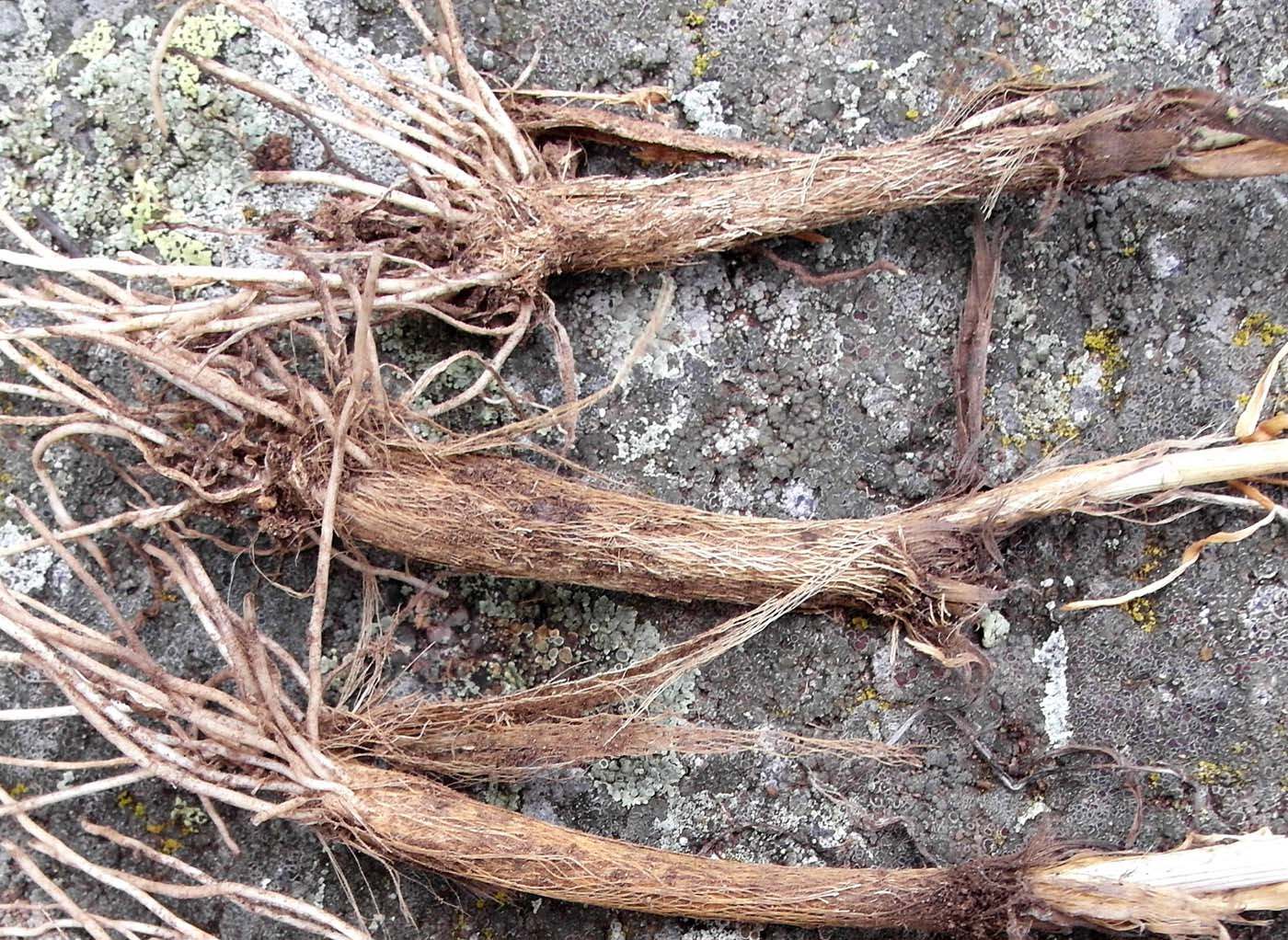 Image of Allium strictum specimen.