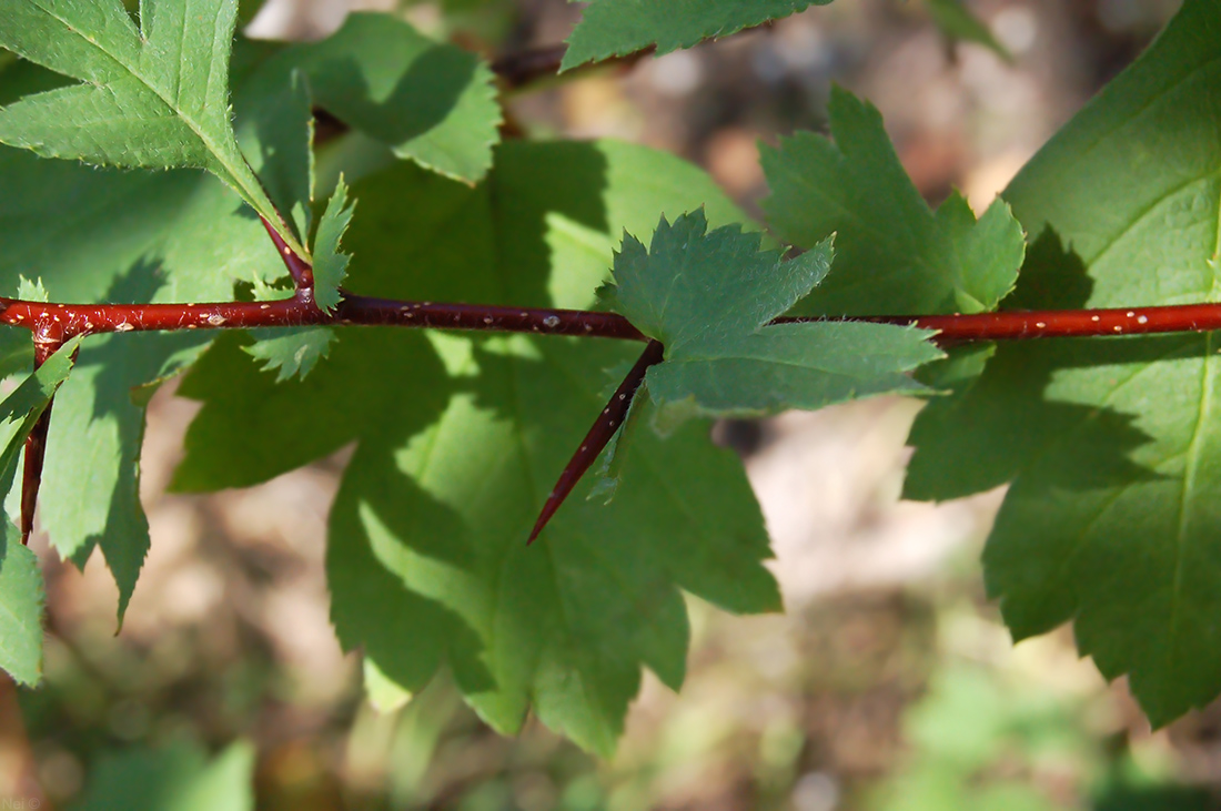 Image of Crataegus chlorocarpa specimen.