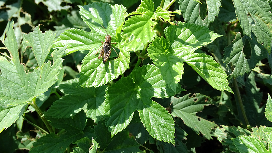 Изображение особи Humulus lupulus.