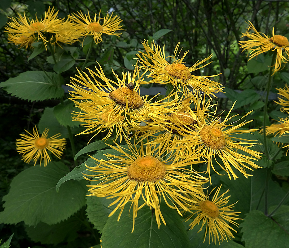 Image of Telekia speciosa specimen.