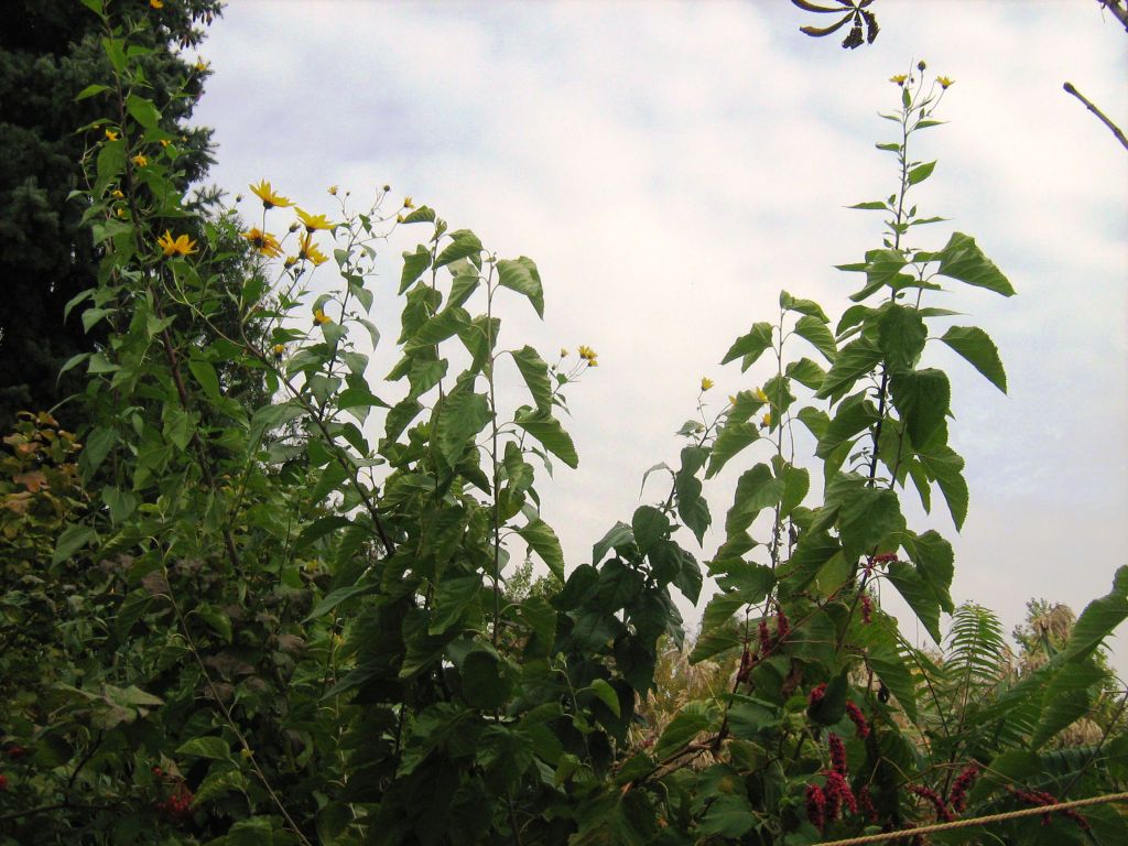 Изображение особи Helianthus tuberosus.