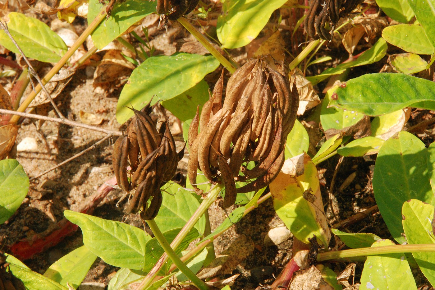 Image of Astragalus glycyphyllos specimen.