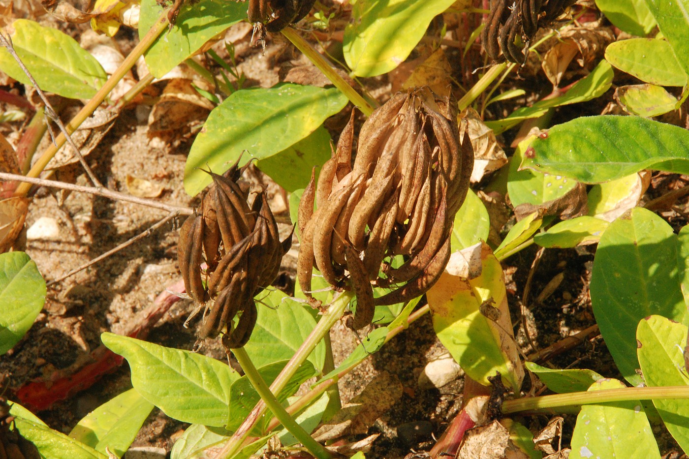 Изображение особи Astragalus glycyphyllos.