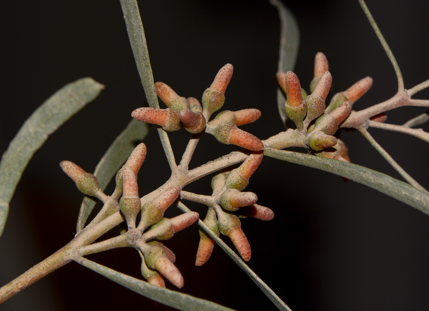 Изображение особи Eucalyptus spathulata.