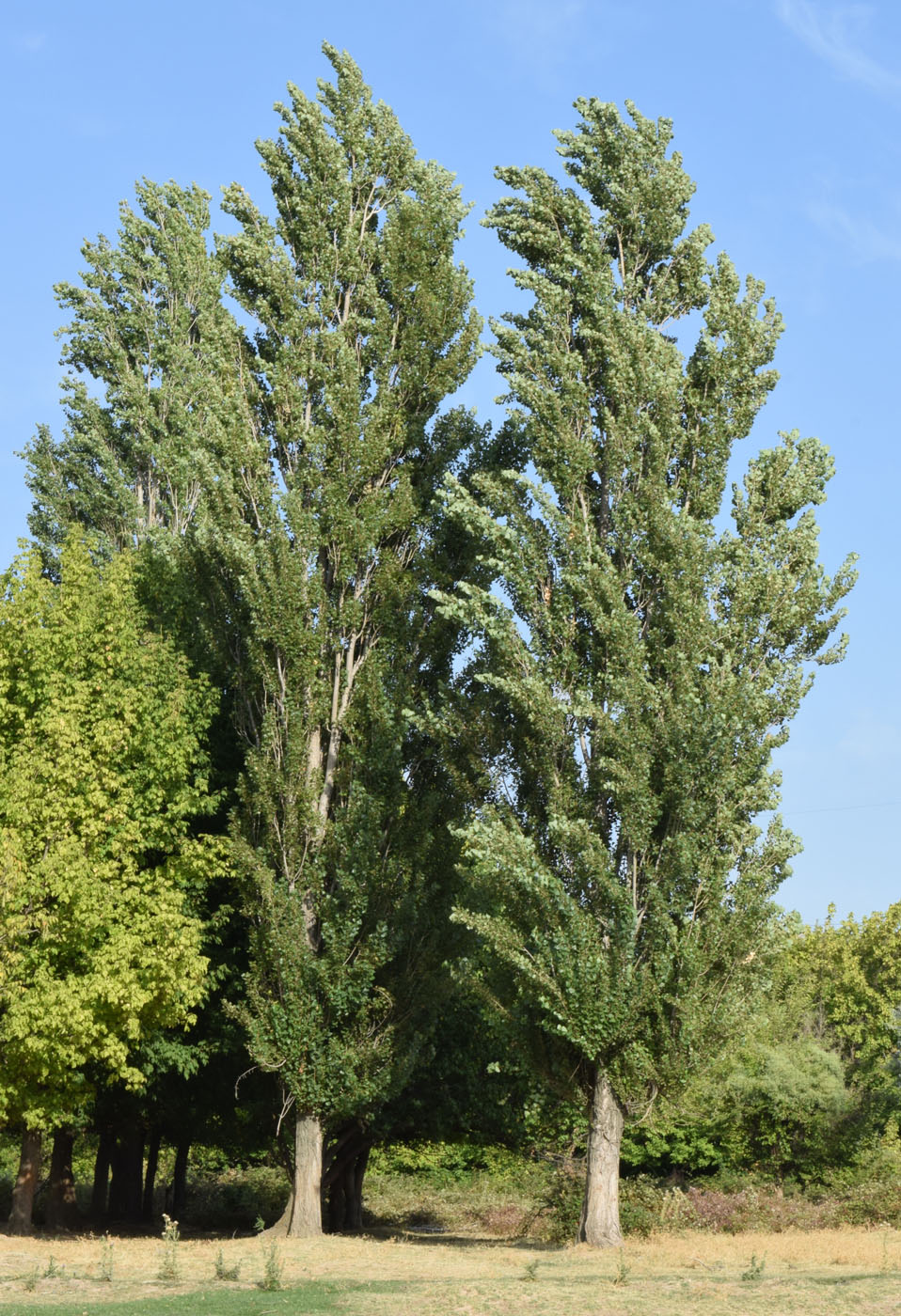 Image of Populus italica specimen.
