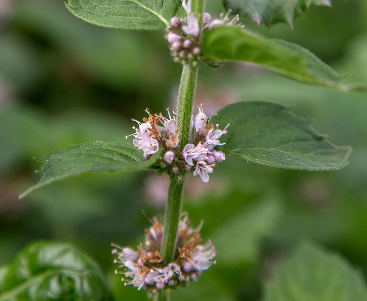 Изображение особи Mentha arvensis.