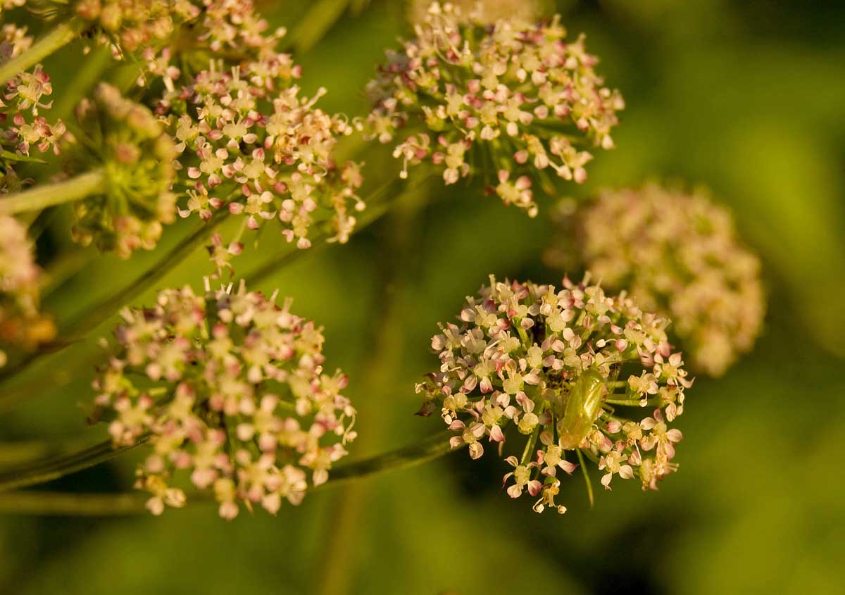 Image of Angelica sylvestris specimen.